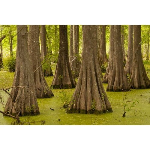 Louisiana, Lake Martin Bald cypress trees
